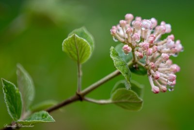 Korean Spice Viburnum