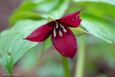 Red Trillium