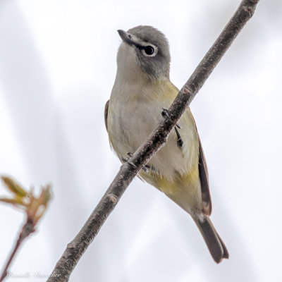 Blue-headed Vireo