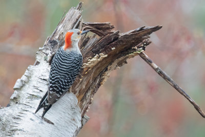 Red-bellied Woodpecker
