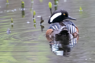 Hooded Merganser