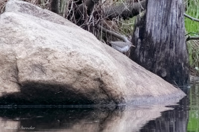 Spotted Sandpiper