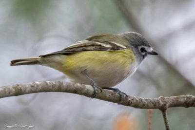 Blue-headed Vireo