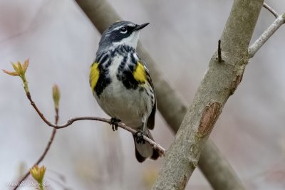 Yellow-rumped Warbler