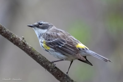 yellow-rumped warbler