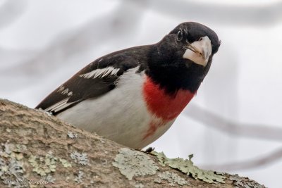 rose-breasted grosbeak
