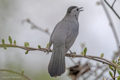 gray catbird