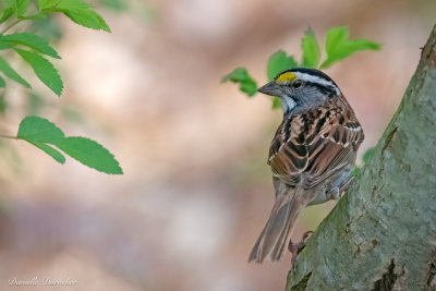 white-throated sparrow