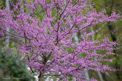 Redbud
