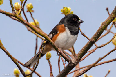 Eastern Towhee