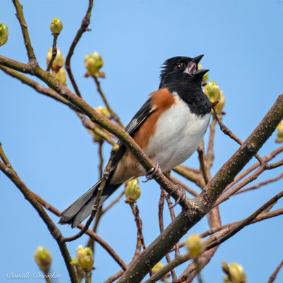 Eastern Towhee