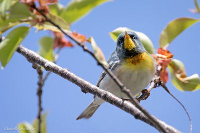 Northern Parula