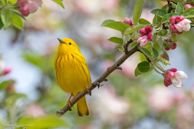 Yellow Warbler