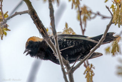 Bobolink