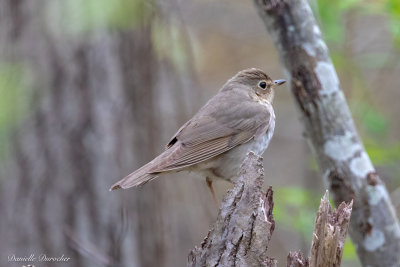 Swainson's Thrush