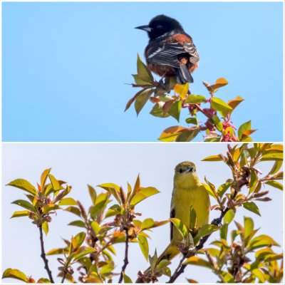male and female Orchard Oriole