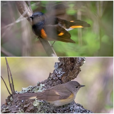 male and female American Redstart