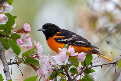male Baltimore Oriole