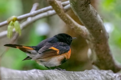 American Redstart