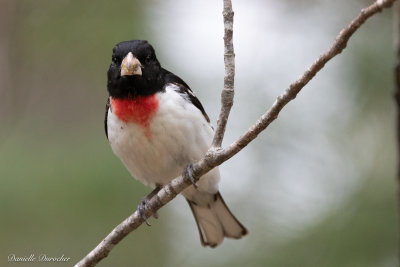 male Rose-breasted Grosbeak