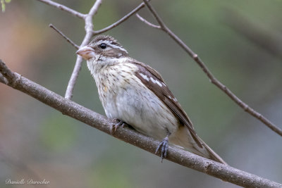 female Rose-breasted Grosbeak