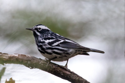 Black-and-White Warbler