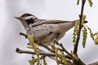 Blackpoll Warbler