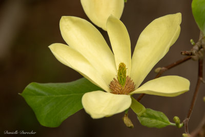 Magnolia 'Elizabeth'