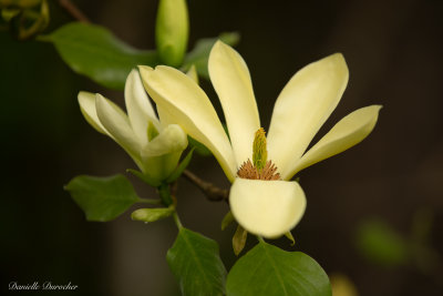 Magnolia 'Elizabeth'