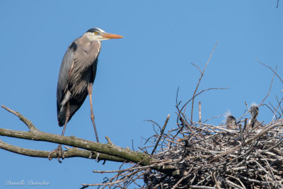 GBH with newly hatched chicks