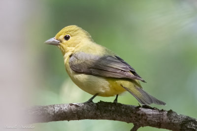Female Scarlet Tanager