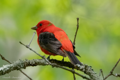 Male Scarlet Tanager