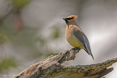 Cedar waxwing
