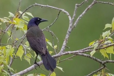 Common Grackle
