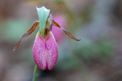 Pink Lady Slipper