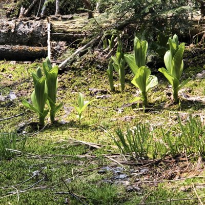 False hellebores