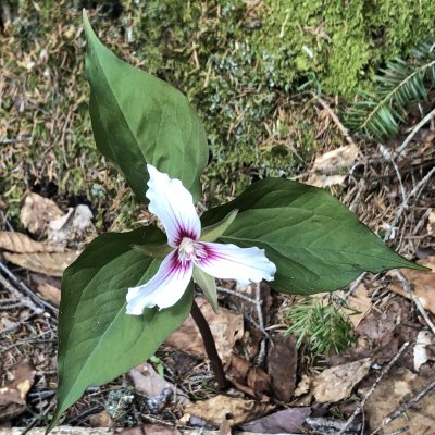 painted trillium