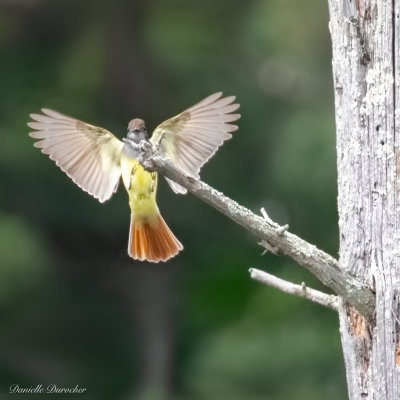 Great-crested Flycatcher