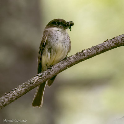 Eastern Phoebe