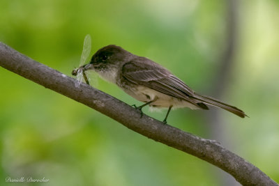Eastern Phoebe