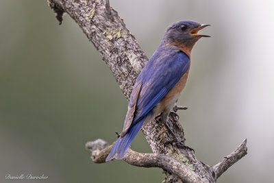Eastern Bluebird