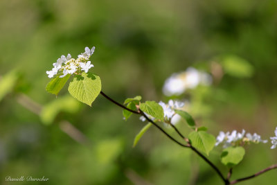 Hobblebush Viburnum