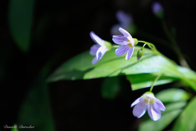 Spring Beauty