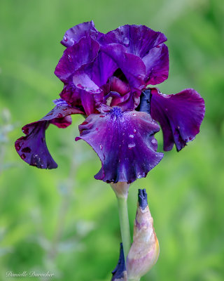 dark purple bearded iris