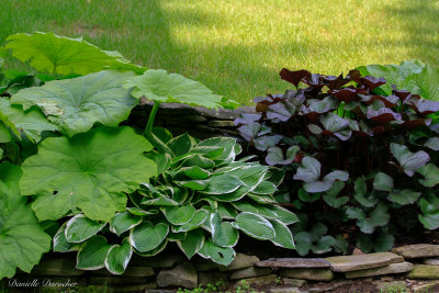 Astilboides, hosta and ligularia