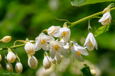 Styrax Obassia