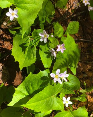 Spring Beauty