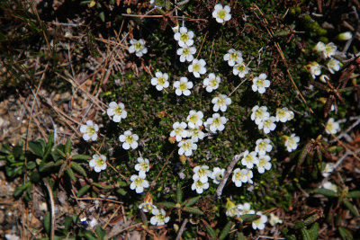 Diapensia