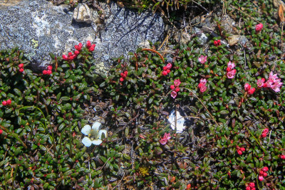 Diapensia and Alpine Azalea
