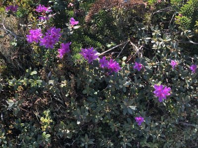Lapland Rosebay